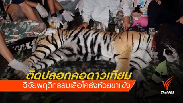 ติดปลอกคอศึกษาพฤติกรรม "เสือโคร่ง" ห้วยขาแข้ง 