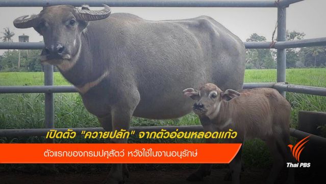 กรมปศุสัตว์เปิดตัว "ควายปลัก" จากตัวอ่อนหลอดแก้ว