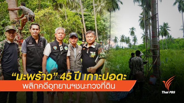 ต้นมะพร้าวอายุ 45 ปีช่วยพิสูจน์ความจริงคดีที่ดิน “เกาะปอดะ”