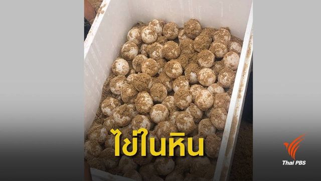 เฝ้าระวัง 24 ชม."ไข่เต่ามะเฟือง" ราคา 1,500 บาทล่อใจหัวขโมย 