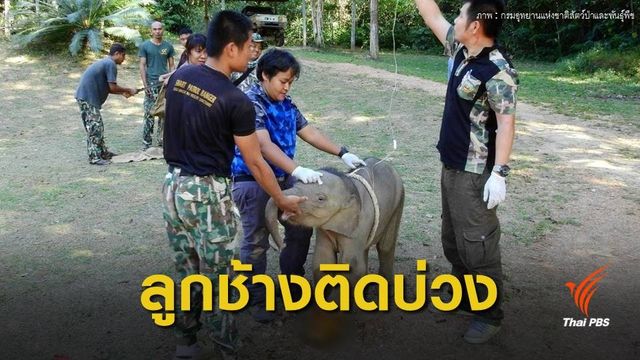 เร่งช่วย "ลูกช้างป่า" หลงโขลง ถูกบ่วงรัดขา
