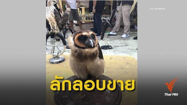 จับพ่อค้าโพสต์ขาย "เหยี่ยว-นกเค้าป่า" สัตว์คุ้มครองผ่านโซเชียล 