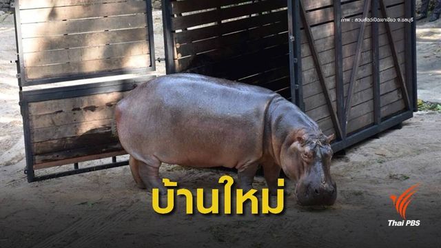 "แม่มะลิ" ฮิปโปโปเตมัสจากเขาดินอยู่บ้านใหม่ เขาเขียวแล้ว 