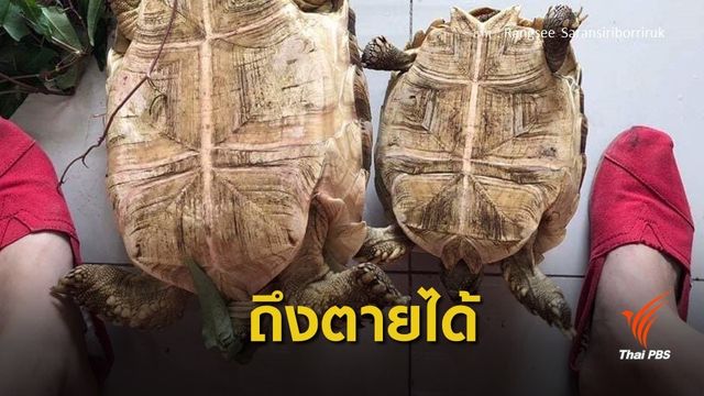สัตวแพทย์ ชี้เล่น "เต่าหงายท้อง"เสี่ยงฆ่าสัตว์ไม่รู้ตัว   
