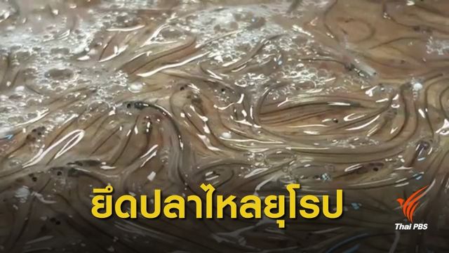 ศุลกากรจับลักลอบนำเข้า "ปลาไหลยุโรป" มูลค่ากว่า 40 ล้านบาท