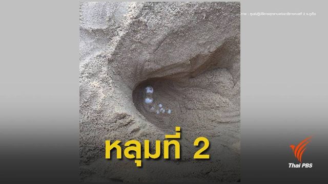 ข่าวดี ! รอบ 2 เต่ามะเฟืองวางไข่หาดท้ายเหมือง 