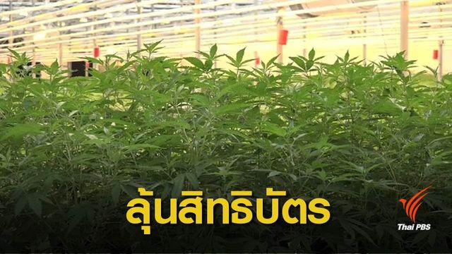 "พาณิชย์" นัดพิจารณา 31 คำขอสิทธิบัตรกัญชา ม.ค.62