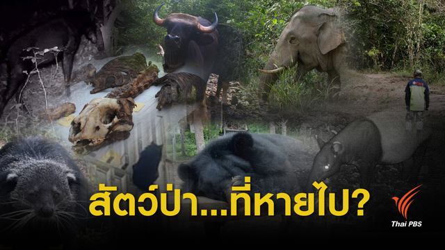 นับพันชีวิตสัตว์ป่า...ที่หายไป ? 