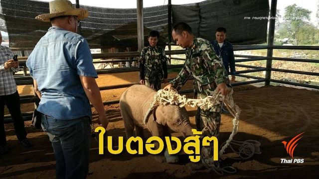 อาการดีขึ้น "ลูกช้างใบตอง" ถูกบ่วงรัดขา กินนมได้แล้ว 