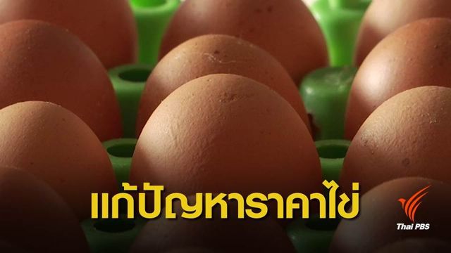 Egg board เคาะวิธีแก้ราคาไข่ เร่งส่งออก- ปลดแม่ไก่-กินไข่เพิ่ม 