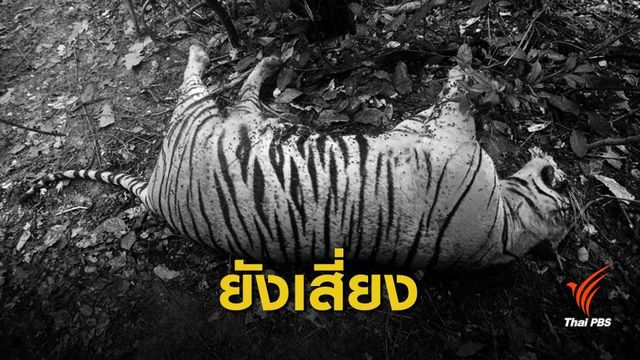 สัตว์ป่าเสี่ยงถูกล่า เหตุมีความต้องการจากต่างชาติ