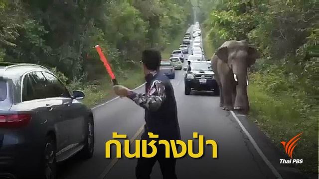 อุทยานฯ เขาใหญ่เฝ้าระวัง "ช้างป่า" ตกมัน 