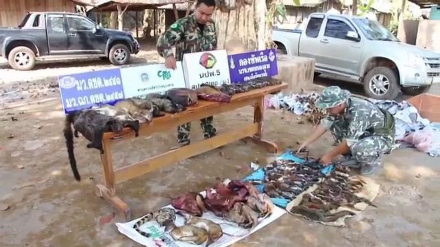 ยึดซากสัตว์ป่า 80 ตัว ที่ตลาดชายแดนไทย-ลาว