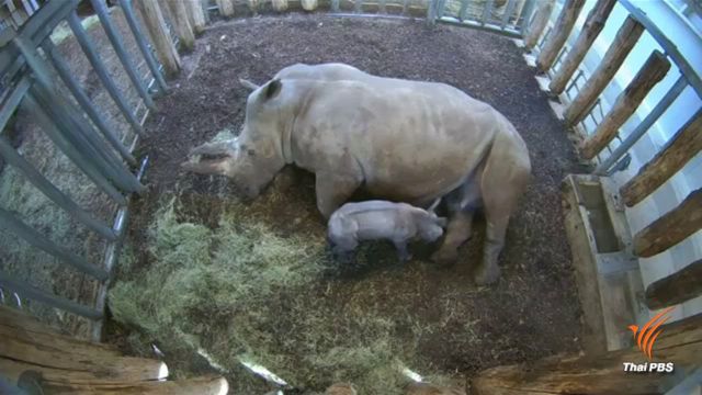 หาดูยาก แรดขาวตกลูกในสวนสัตว์เนเธอร์แลนด์