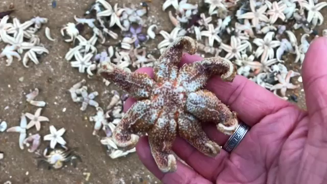 พิษพายุฤดูหนาว “ปลาดาว – สัตว์ทะเล” ตายเกลื่อนหาดในอังกฤษ 
