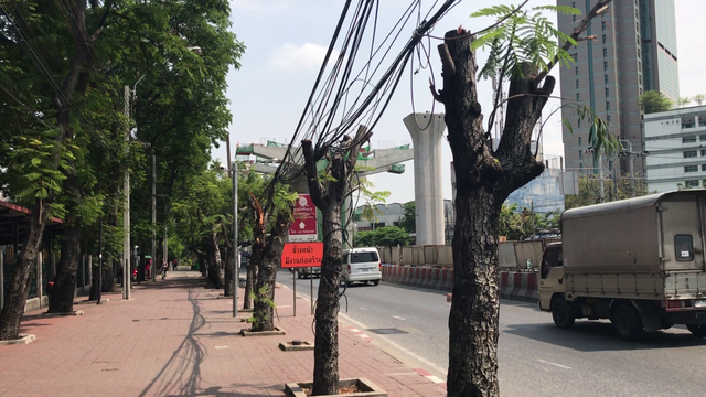 อิตาเลียนไทย ระบุ ตัดต้นไม้ เหตุเร่งสร้างสะพานข้าม – พร้อมจ่ายค่าเสียหาย  