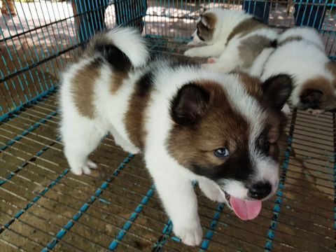 โฉมหน้า "ลูกหมาน้อย"  3 ตัว ของพล.อ.ประยุทธ์ 