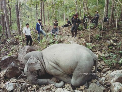 "พลายสมรักษ์" ช้างโครงการคืนสู่ธรรมชาติ ตกมันพลัดตกหน้าผา