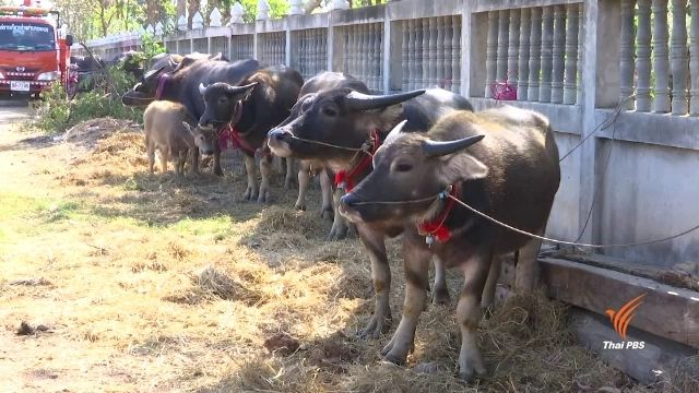 ประเพณีบุญเดือนสามทูนขวัญข้าวสู่ขวัญควาย จ.นครราชสีมา