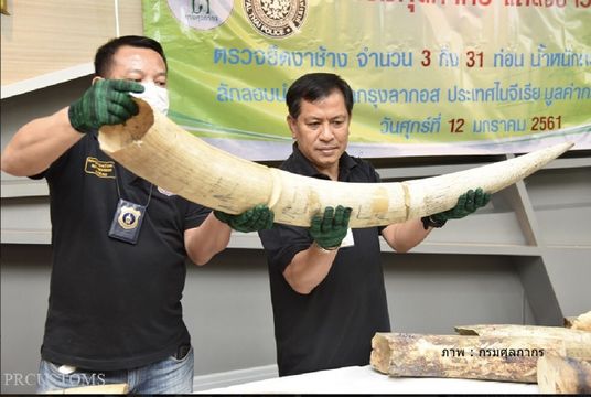 ยึดงาช้าง 3 กิ่งมูลค่า 15 ล้านบาท ตัดเป็นท่อนตบตาขนส่ง