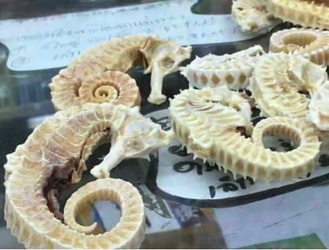 1 เดือนประกาศห้าม "ประมงม้าน้ำ"ล้อมคอกถูกกีดกันการค้ารอบ 2 