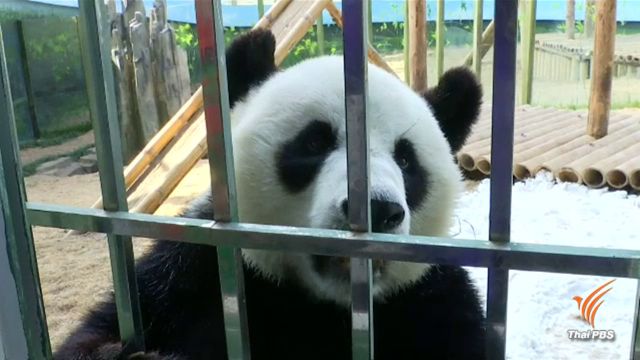 แพนด้า "จิน หู" ดาวเด่นช่างพูดในสวนสัตว์จีน