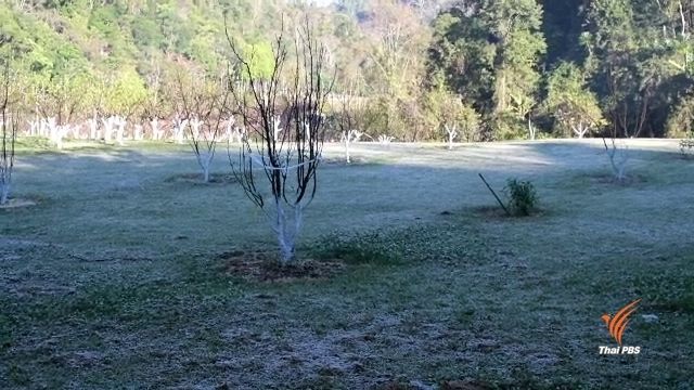 สถานีเกษตรหลวงอ่างขางอุณหภูมิติดลบ 1 องศา เกิดน้ำค้างแข็งหลายจุด