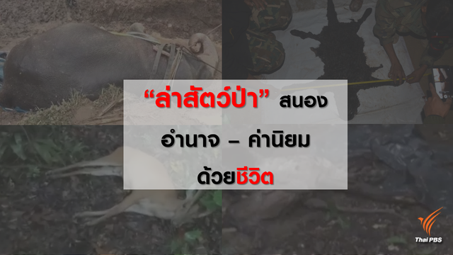 ย้อน 10 คดีล่าสัตว์ป่า สนอง "อำนาจ - ค่านิยม"