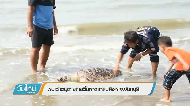 พบเต่าตนุตายเกยตื้นหาดแหลมสิงห์ จ.จันทบุรี
