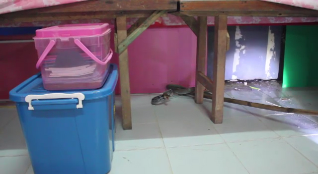 จับงูบุกห้องนอนโรงเรียนอนุบาล จ.ชุมพร