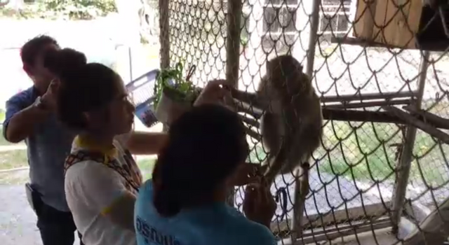 มูลนิธิเพื่อนสัตว์ป่าชี้แจงเลี้ยงดูลิง "มะลิ" หลังเจ้าของขอคืน