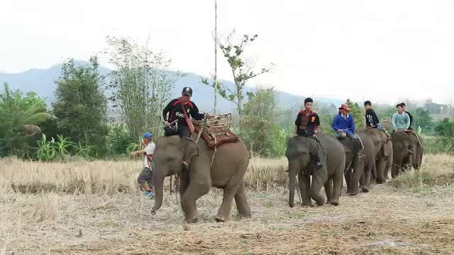 บ้านปูเต้อจัดงาน "วันช้างไทย"