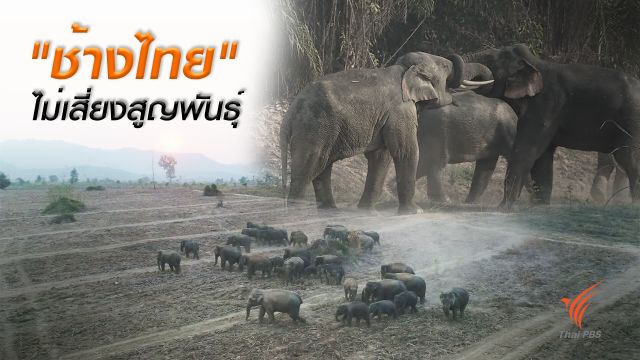 ข่าวดี "ช้างไทย" ไม่เสี่ยงสูญพันธุ์-ป่าตะวันออกเพิ่มร้อยละ 10 