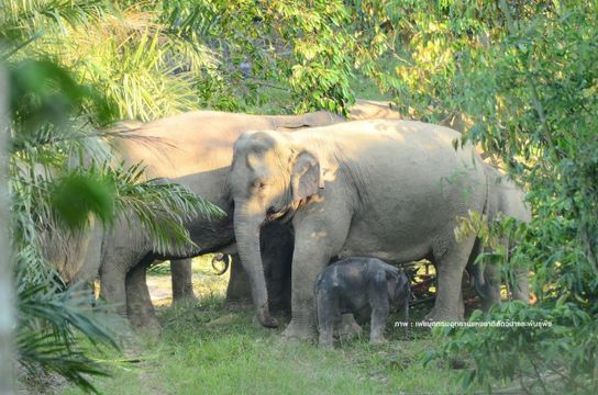 วินาทีครอบครัวช้าง มารับลูกน้อย 1 เดือนพลัดหลงคืนสู่อ้อมอก