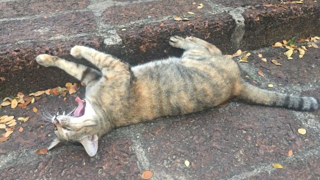 ปลัดสธ.เสนอแนวคิดเก็บภาษีผู้เลี้ยงสุนัข-แมว 