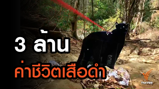 เปิดวิธีคำนวณค่าชีวิต "เสือดำ"มูลค่า 3 ล้านถูกสังหาร 