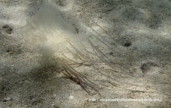 แมงกะพรุนกล่องโผล่ "เกาะหมาก" เตือนพิษถึงตาย 