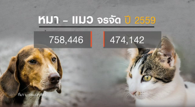 เปิดข้อมูลรอบด้านปมฆ่าหมาจรจัด ช่วยระงับพิษสุนัขบ้า