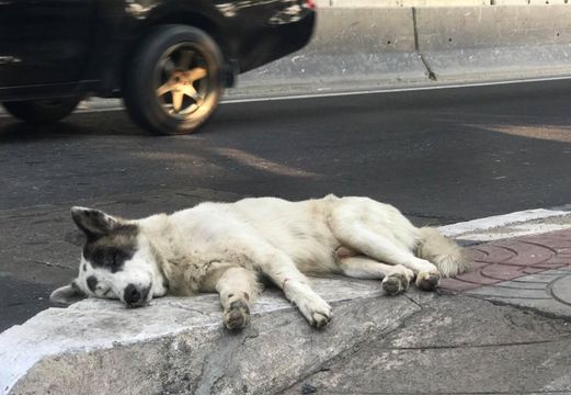 14 จังหวัดโรคพิษสุนัขบ้าระบาด-ยันฉีดวัคซีนสูตรเดิม 28 วัน  