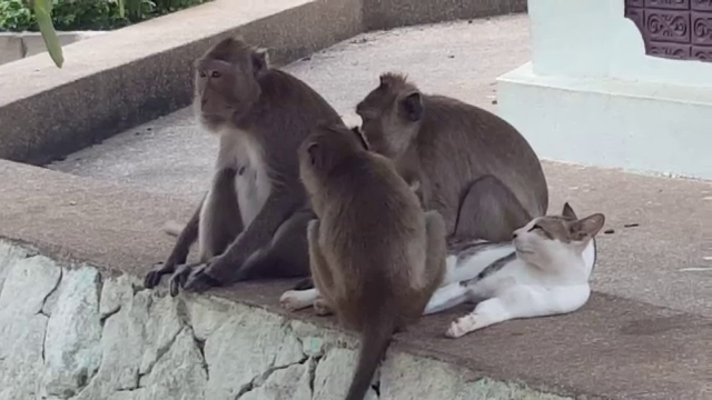 หัวหินเร่งสกัด "โรคพิษสุนัขบ้า" ลามสู่ลิง 