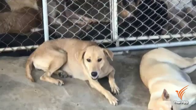 สธ.โต้ข่าว "โรคพิษสุนัขบ้า" ระบาดหนัก ยันควบคุมได้ 