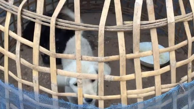 ชาวบ้านลิเซขอกักกันสัตว์เลี้ยงเอง หลังพบพิษสุนัขบ้าระบาด