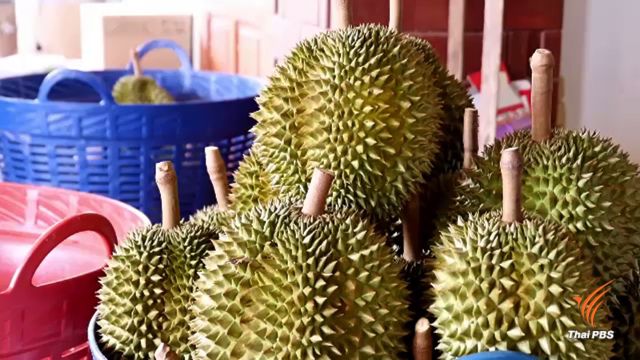 ชาวสวนจันทบุรีขายทุเรียนทางออนไลน์ ช่วยลดต้นทุนส่งออก