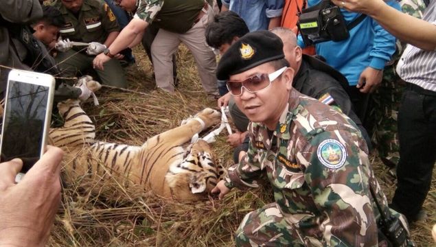 จับเสือโคร่งพลัดป่าริมถนนสายเอเชียลำปาง-ตาก ส่งดูแล จ.เชียงใหม่ 