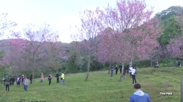 คุมรีสอร์ท-นักท่องเที่ยวขึ้นภูลมโล หวั่นกระทบ "ซากุระเมืองไทย" 