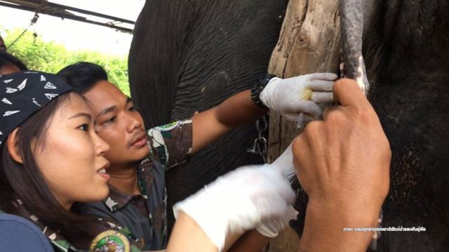ตรวจเลือด “ช้างบ้าน” ไร้ตั๋วรูปพรรณ 63 เชือก