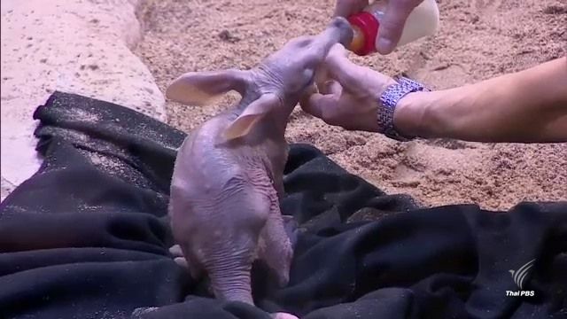 สวนสัตว์ประเทศโปแลนด์ เปิดตัว "หมูดิน" สัตว์ยุคดึกดำบรรพ์ที่หายาก  