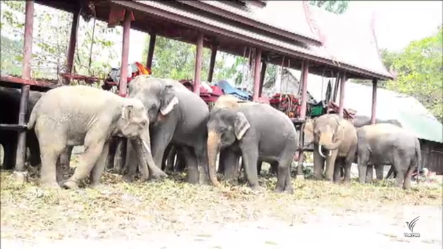 "กังขา”ผลตรวจดีเอ็นเอ ขู่ขนม็อบช้าง 3,000 เชือกล้อมทำเนียบ 