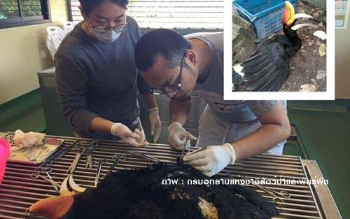 จัดทีมเฝ้า "นกเงือก"ป่าบูโดเข้มข้น ห่วงนักล่าดอดเอาลูกนกในโพรง