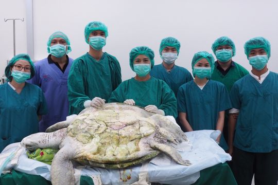ตะลึง! พบเกือบ 1,000 เหรียญในท้อง “เต่าออมสิน” อาการปลอดภัย ต้องพักฟื้นครึ่งปี